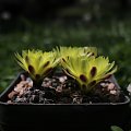 Gymnocalycium doppianum P 378, Cordoba (Pampa de San Luis 2000m), Argentyna