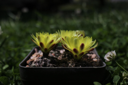 Gymnocalycium doppianum P 378, Cordoba (Pampa de San Luis 2000m), Argentyna