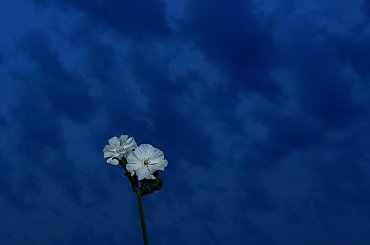 World in blue #kwiat #niebo #niebieski #flower #sky #blue