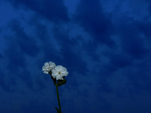 World in blue #kwiat #niebo #niebieski #flower #sky #blue