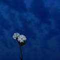 World in blue #kwiat #niebo #niebieski #flower #sky #blue