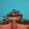 Dzbanecznik,Nepenthes,Rosliny owadożerne,Sanguinea #Dzbanecznik #Nepenthes #RoslinyOwadożerne #Sanguinea