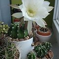 Echinopsis subdenudata